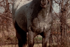 Friend's Stallion Henry