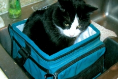 My Cat Sparky in Cooler