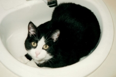 My Cat Sparky in Sink