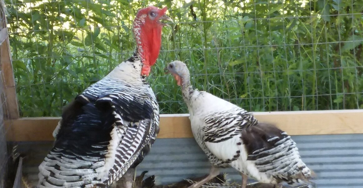 Turkeys