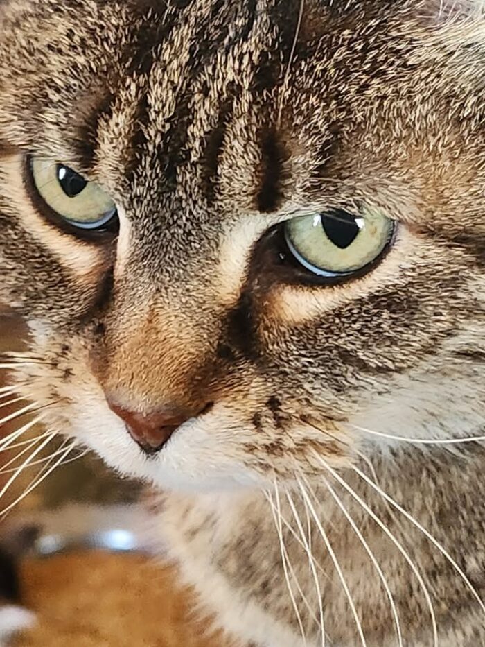 Hailey from rural Twin Valley lives on a farm and enjoys pets, but she has a limit of 7 pets. Her home is a heated cat house/tack shack. We call her Crabby Cat.