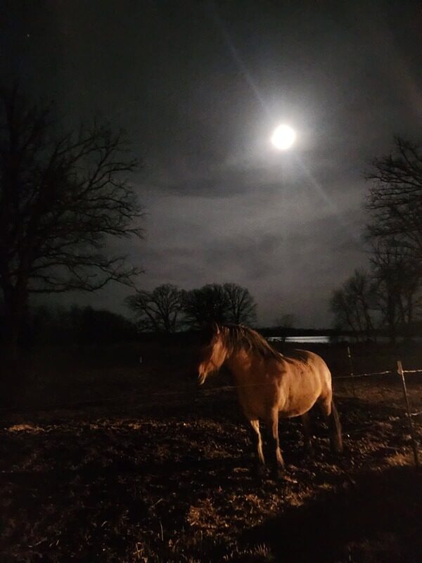 Magnus from rural Fertile is the king of the pasture.  Hes so beautiful in a beautiful moment.